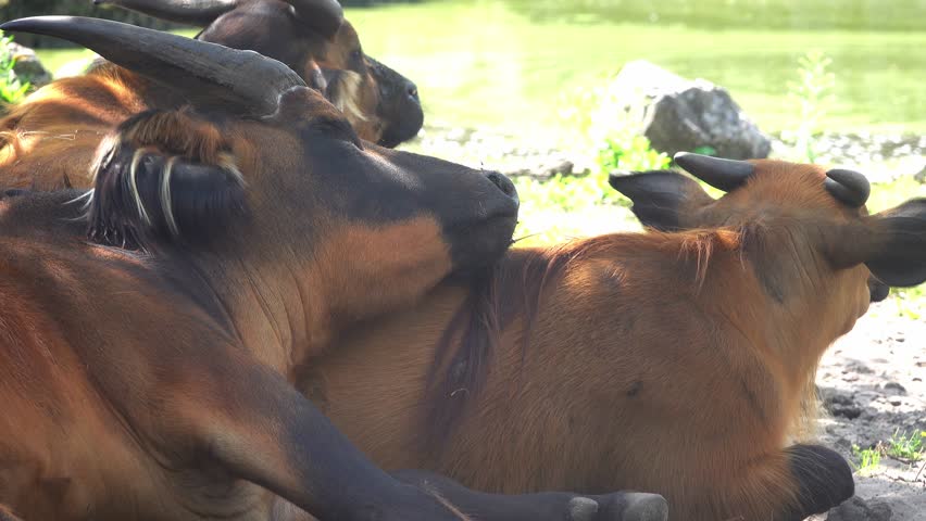 sleeping buffalo on sunny day