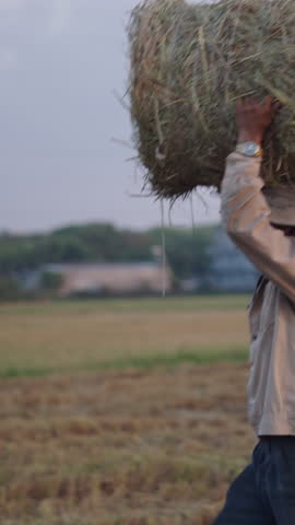 Asian farmer carries a bale of straw on his head while he smokes a cigarette in Vietnam