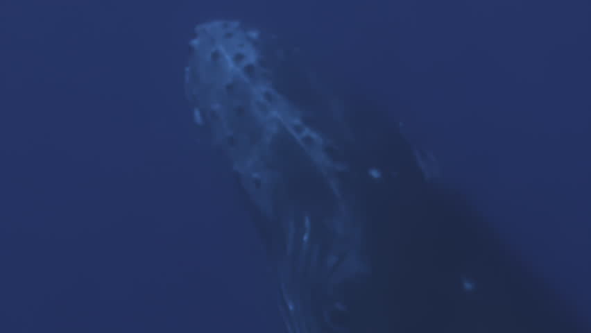 Young humpback whale jump and take breath near East London South Africa. Shot in Tonga or South Africa. Humpback whale jumps out of the water Slow motion. Wildlife giant marine mammals. Amazing animal