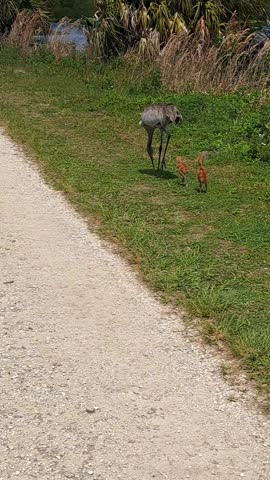A new family of Sandhill Cranes out walking their new baby chicks. 