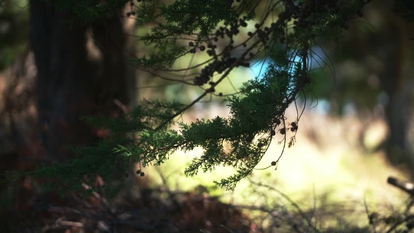 Pine tree in Marokopa, Waikato, New Zealand.