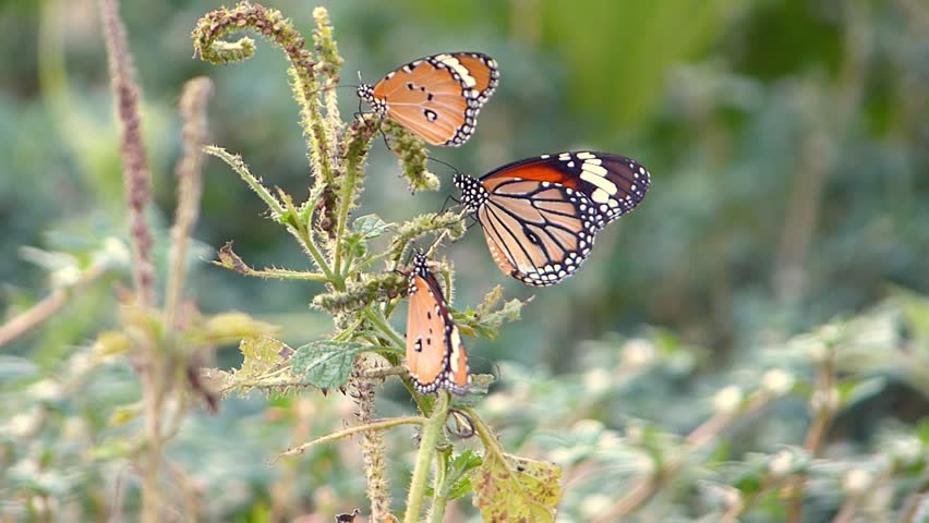 Butterfly and wind.
 | Shutterstock HD Video #3593633