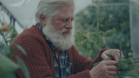 Elderly man with white hair and beard sitting in greenhouse, picking homegrown ripe tomatoes into wooden box. Tilt-up shot - Powered by Shutterstock - Get 15% off with code: PIKWIZARD15