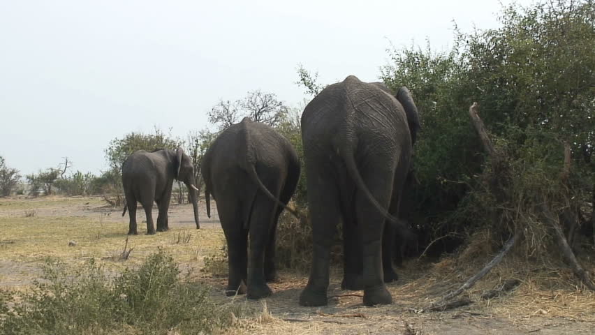 Elephants have synchronized tails in Botswana, Africa. 