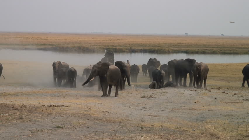 Elephants cover themselves with sand after crossing Chobe River in Botswana,