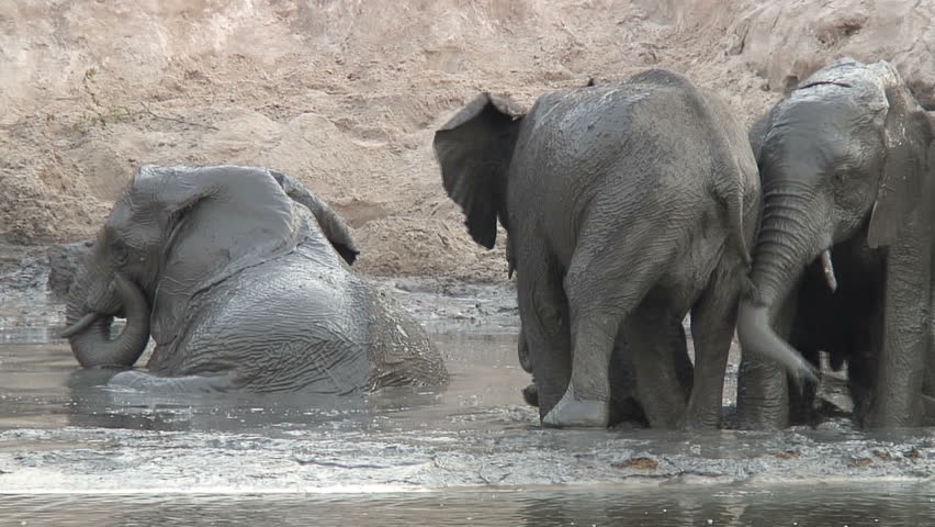 Elephant mothers enjoy a mud bath along the Chobe River in Botswana, Africa. 