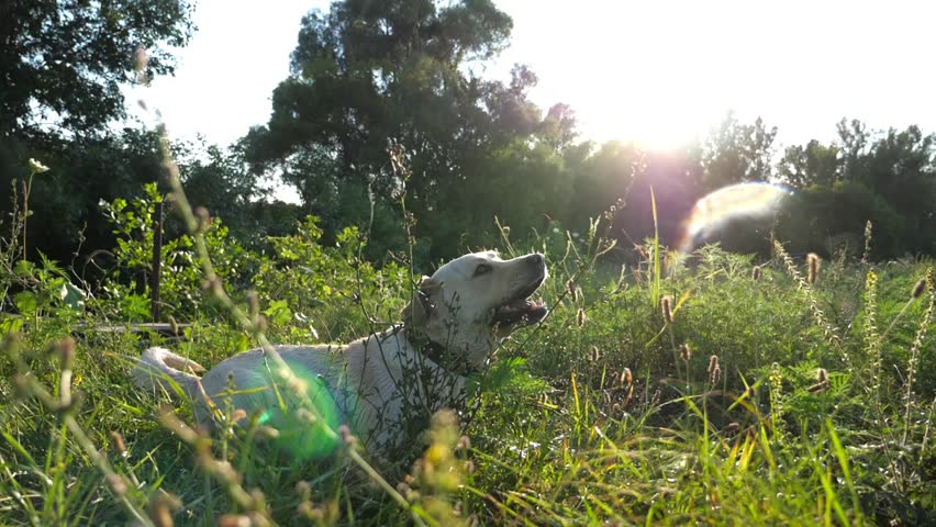 Cute golden retriever lying on grass and waiting for command of owner at summer day. Obedient dog breed labrador playing at nature. Pretty domestic pet training outdoor. Close up Slow motion