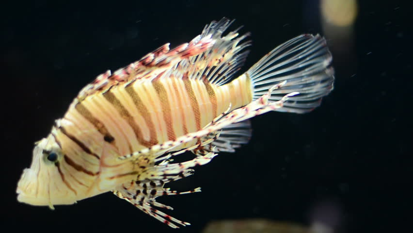 lionfish (Pterois miles, Scorpaeniformes)