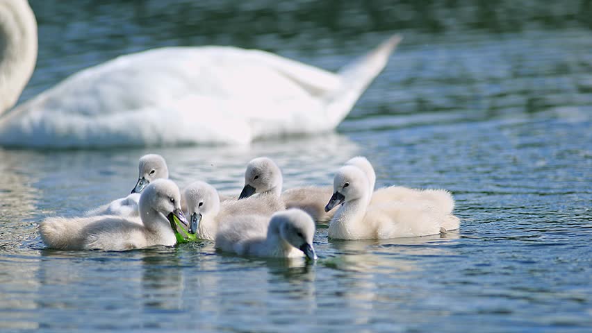 a Swan (Cygnus olor) family with young chicks swimming on a lake looking for food on a sunny summer morning in Göttingen - Lower Saxony - Germany - Europe