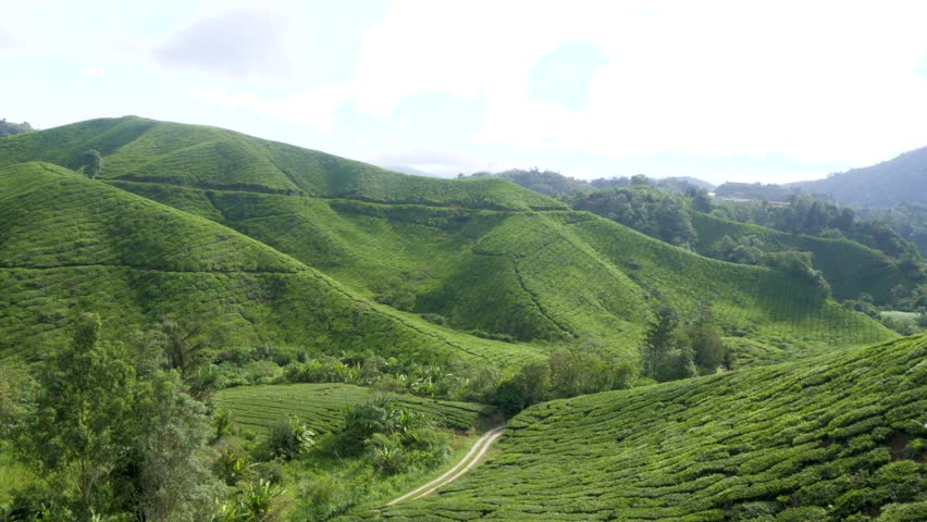 Cameron Highlands, where crops do sway, tea plantations stretch in a green array