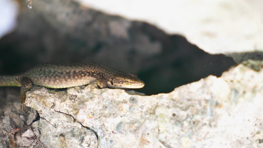  Լizard on a stone․  Reptiles, animals life. 