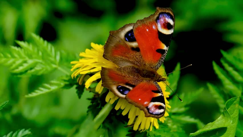 beautiful flower view, vibrant flower garden, blooming flowers, colorful  landscape, nature background, peaceful  scenery, floral beauty, spring in bloom, garden flowers, 