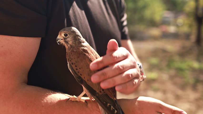 A falcon sits on a man