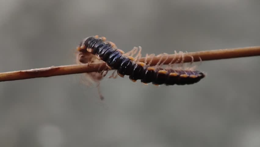 Millipede insect close up video