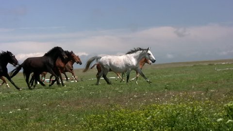 Herd of horses running on the steppes in the background cloudy sky. Slow motion