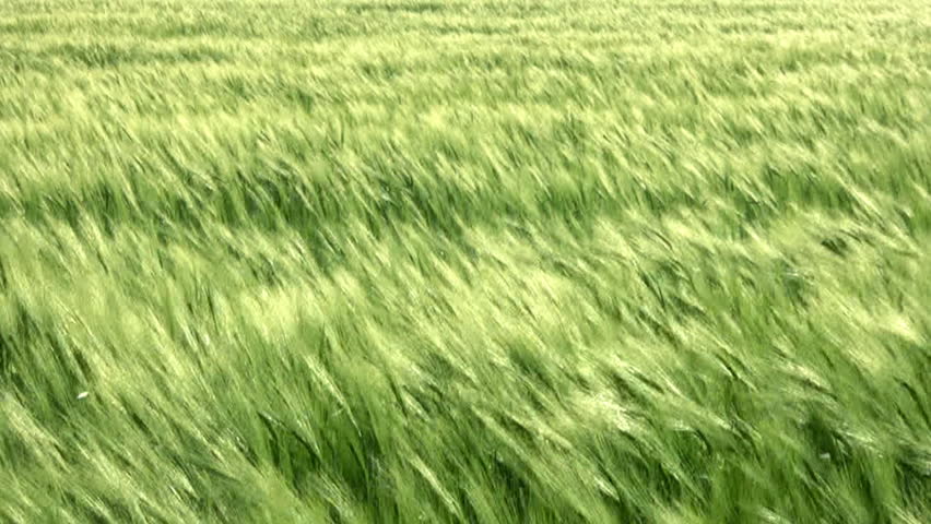 Green wheat ears bent by the wind on the endless field of wheat