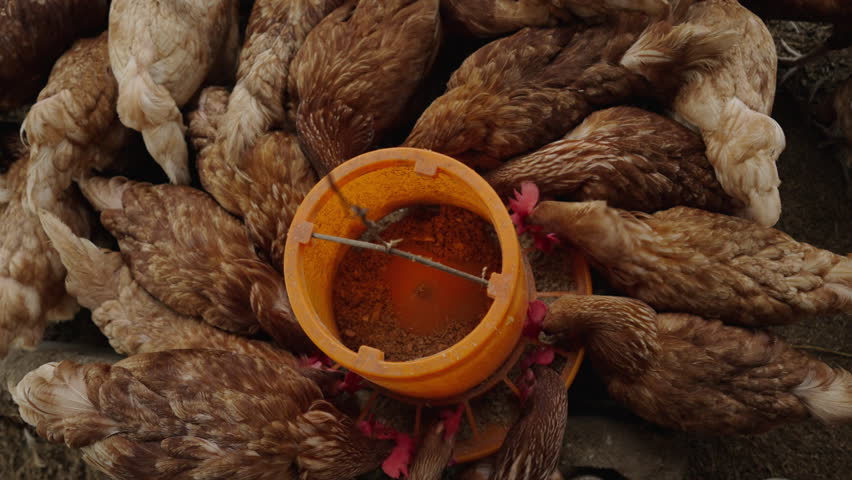 slow motion of chicken eat feed and grain at the rural farm