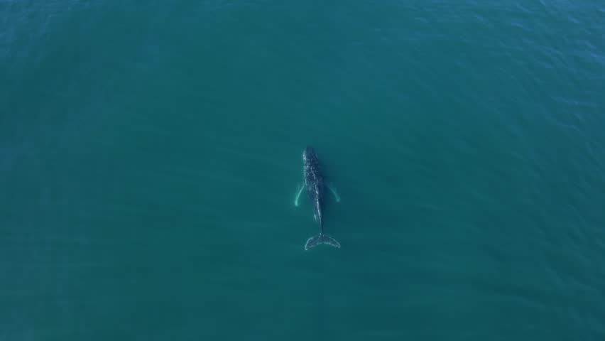 Group of Whales rise from the deep before breaking through the blue ocean water. High drone view
