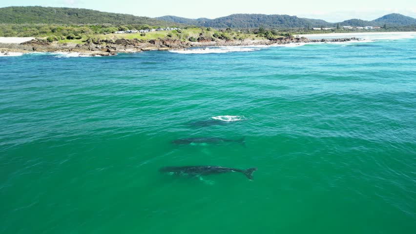 A pod of whales rest near a scenic coastal headland beach and mountain range. Static drone view
