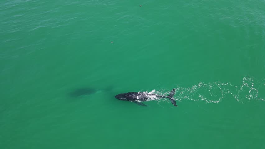 Two drones follow and film Humpback Whales travelling in the ocean on their yearly migration north. Drone view