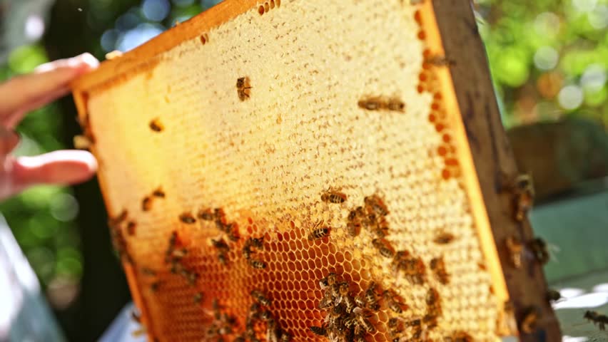 Bees Walking on Honeycomb and Carrying Honey. Macro shot of Domesticated Insect, Beekeeper and Farmers Life.