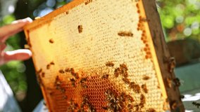 Bees Walking on Honeycomb and Carrying Honey. Macro shot of Domesticated Insect, Beekeeper and Farmers Life. - Powered by Shutterstock - Get 15% off with code: PIKWIZARD15