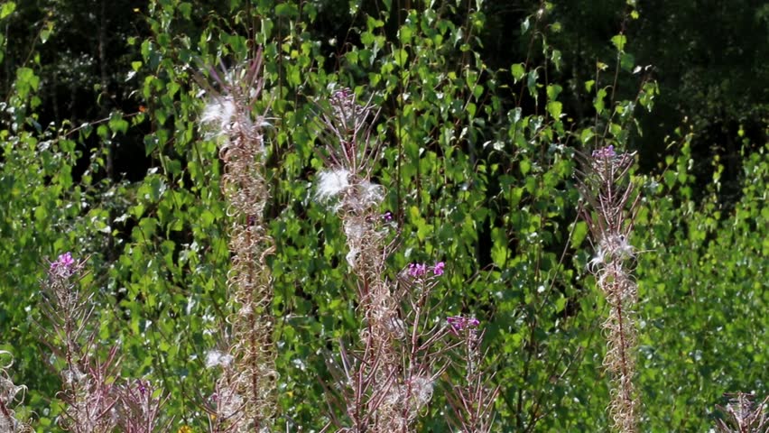 Rosebay Willowherb, Chamerion angustifolium, . Seeds head blowing in wind. Summer. UK