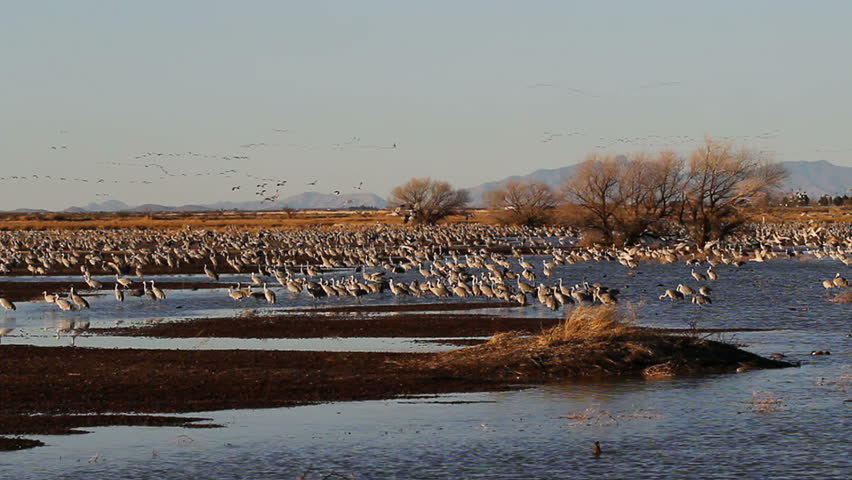 Sandhill Crane flying over the Marsh image - Free stock photo - Public ...