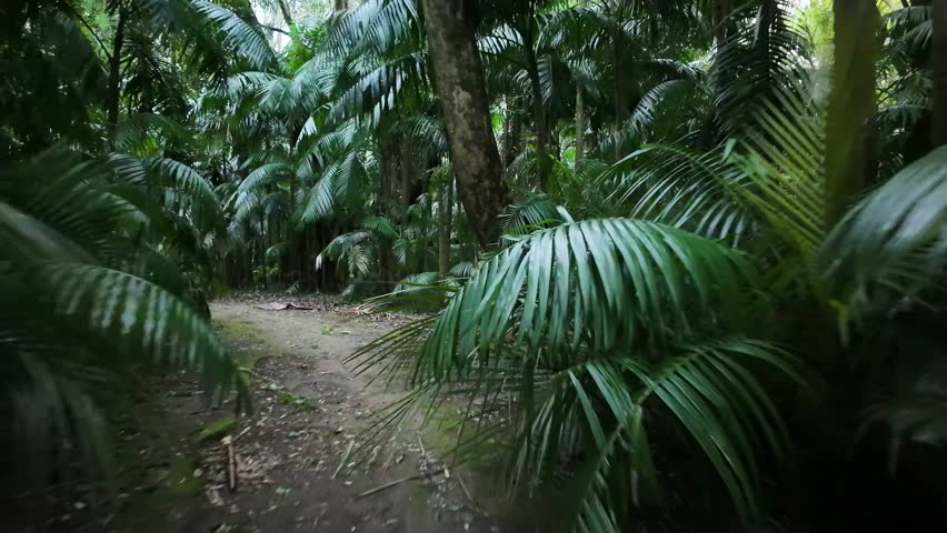 A walk through the Parque Terra Nostra botanical garden in Furnas, Azores
