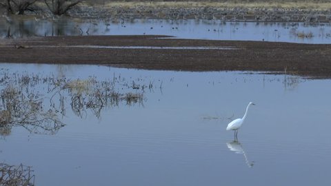Bird, a white egret, hunts insects in grassy wetlands as birds fly overhead, reflected in water. 1080p