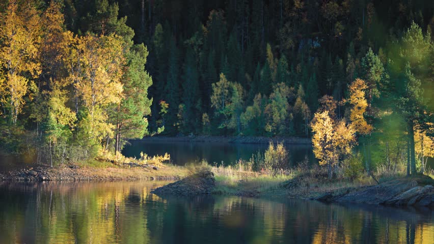 A serene forest lake during autumn, with reflections of the golden foliage gently rippling on the water's surface.