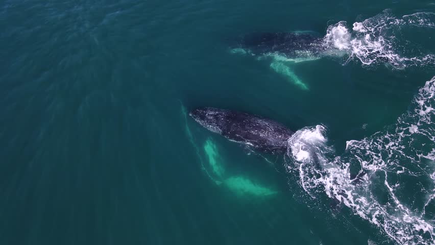 Three Humpback Whales rise from the deep and break the ocean surface with a spray of water. Wildlife drone view