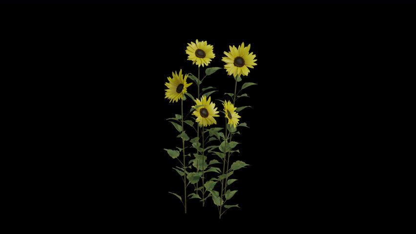Sunflower Plant blowing in the wind. Wind blows the Helianthus Annuus Plant. Animated Flowering Plant Helianthus swaying in the wind with Transparent Background. Alpha Channel. Loop Animation