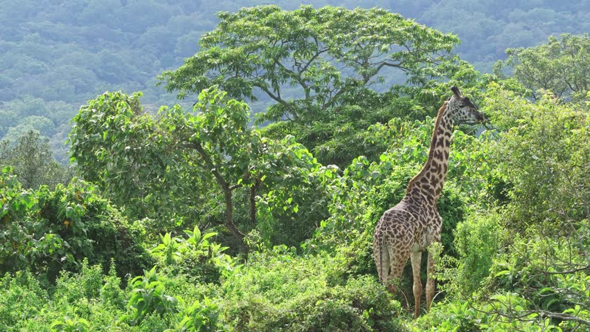 Giraffe stand gracefully in a lush field, Ngorongoro Conservation Area