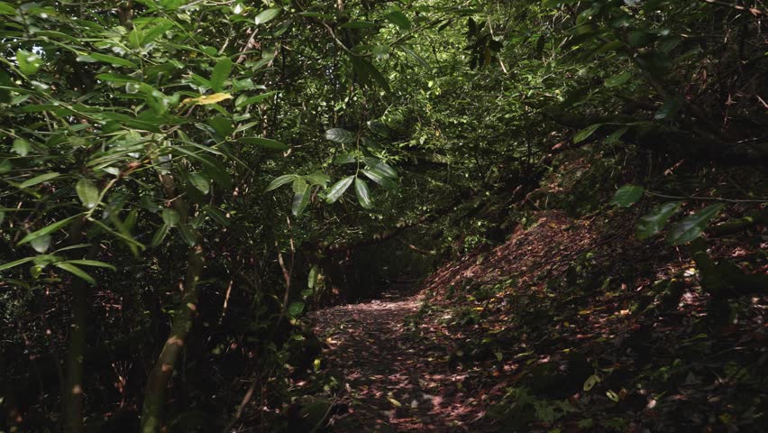 Slow motion pov point of view walking through forest tunnel path.