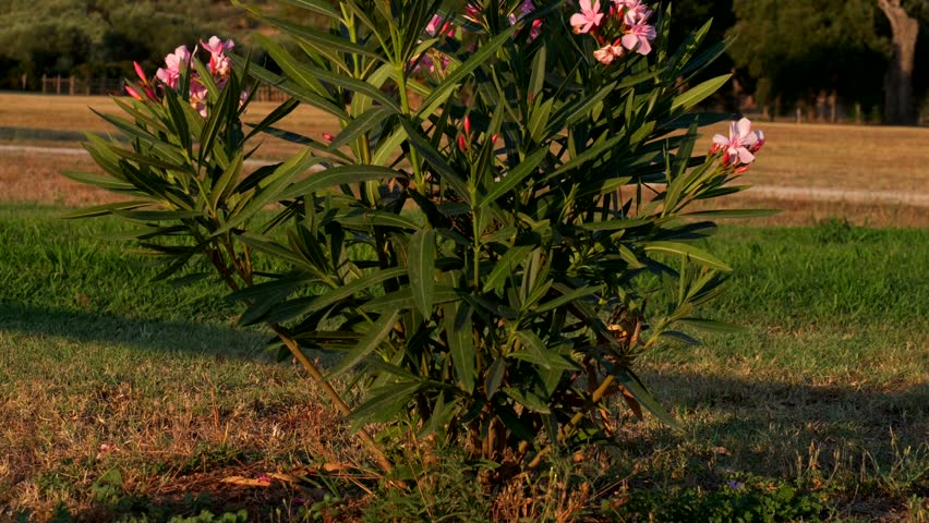 Beautiful pink flowers at sunset. Tilt 4K