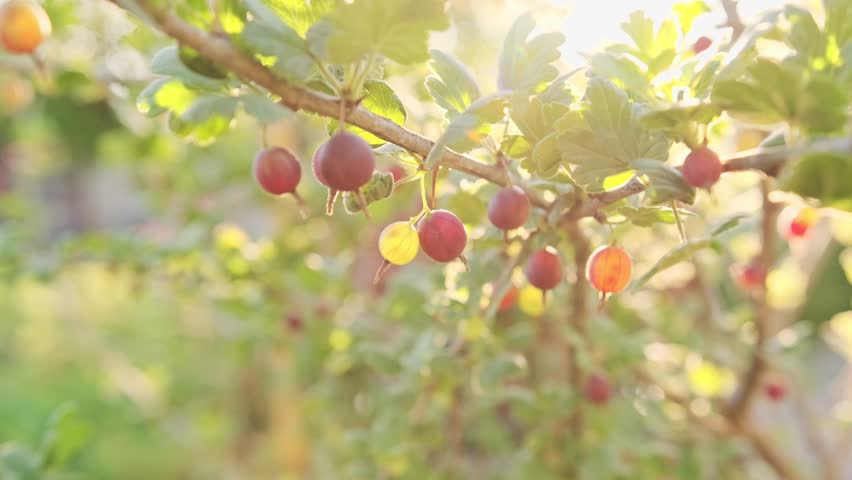 Close Up of Ripe Gooseberries on a Branch in Summer Sunlight