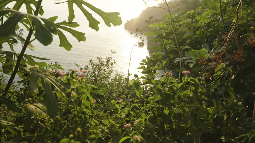 Coastal Landscape at Sunset Through Bushes with Green Leaves and Flowers, Illuminated by Soft Light of the Setting Sun. In the Distance, Beyond the Bushes, the Shoreline and Sea Are Visible, Sun Glint