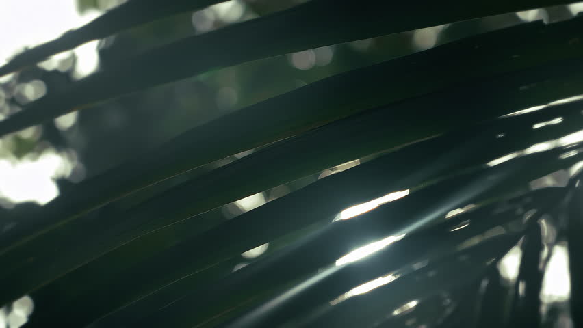 Shutterstock Video