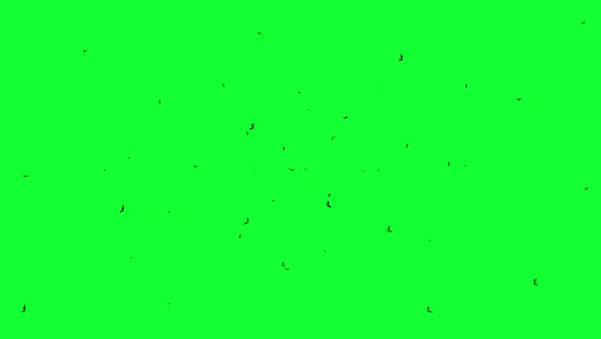 Swarm Of Flying Flies On Green Screen Background. A Lot Of Mosquitoes or Bees and Insects Animation (Chroma key) 4K