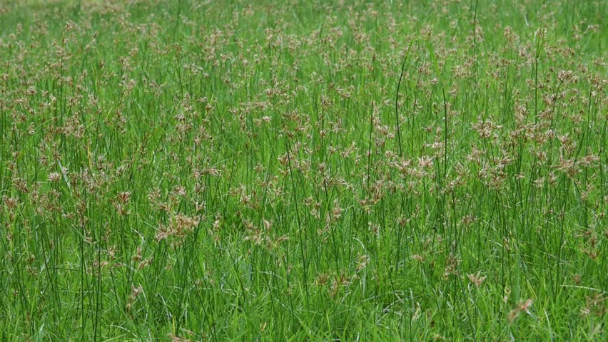 lush meadow with wildflowers swaying in the wind, green grass lawn scenery, peaceful nature background