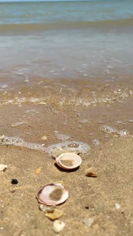 Seashells rest on wet sand as gentle waves lap the shore. The ocean stretches out under a clear sky, and the sunlight reflects on the water, creating a serene and picturesque beach scene.