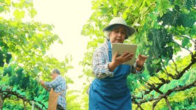 Senior asian couple grape growers grow grapes produce red wine walk around the farm and carefully record on a tablet to see the ripe grapes and cover them with netting prevent damage. - Powered by Shutterstock - Get 15% off with code: PIKWIZARD15