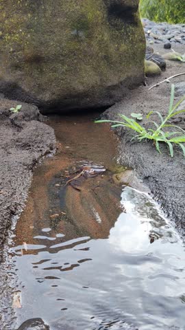 River in Bali, Indonesia. Water flowing under a big rock on the river side, Crystal clear water flowing