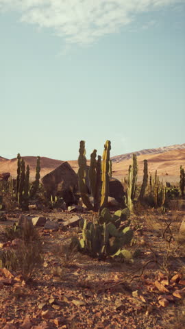 A dry desert landscape featuring tall cactus trees and scattered rocks under a clear sky.