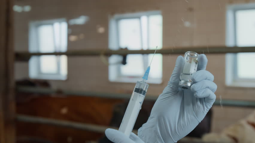 Close-up shot of hands of female veterinarian in blue latex gloves filling syringe with antibiotic medicine from vial then removing air, while treating cows at dairy farm