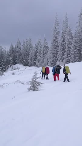 Flying over a group of tourists with backpacks in the winter mountains. Winter climbing in the Carpathian Mountains. Snowy tree branch in a view of the winter forest. Aerial footage, vertical video