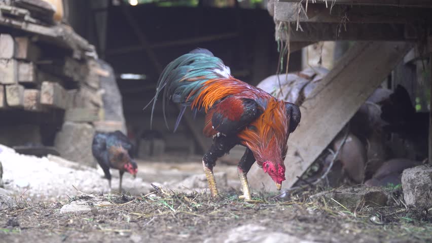 Rooster and hen scratching the ground for food. Focus selected	
