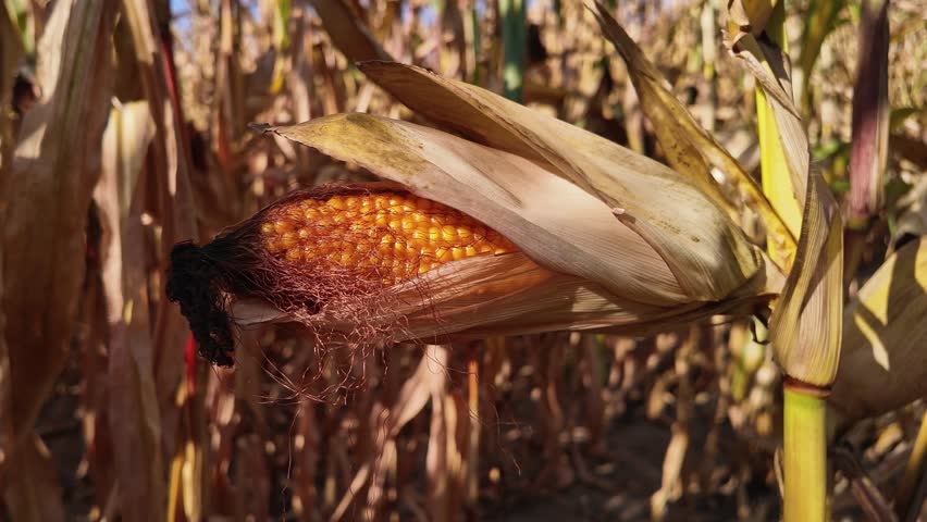 Close-up dry corn cob with healthy yellow seeds swaying by the wind. Cornfield on a sunny autumn afternoon. Slow motion of overripe cobs growing on dried plants. Hot dry season, climate change concept