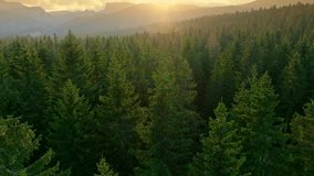 Flying over green forest at sunset. Sun sets behind the mountains on horizon with lens flare. Aerial view of classical europian forest  - Powered by Shutterstock - Get 15% off with code: PIKWIZARD15